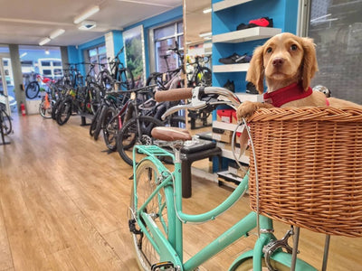 10 Tips For Cycling With a Dog