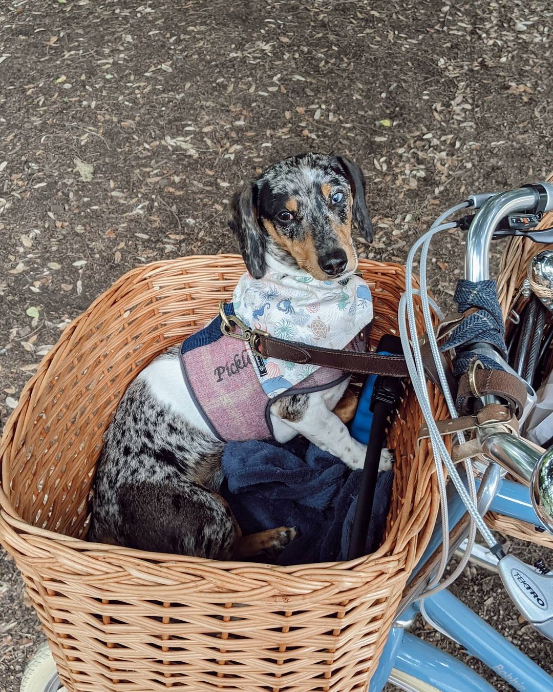 What You Can and Can't Carry in a Bike Basket – Bobbin