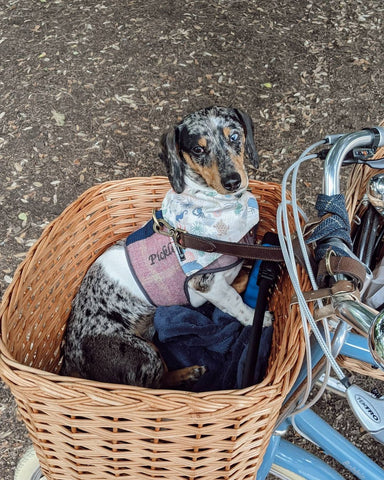 dog in bike basket coat