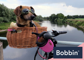 Dog on best sale bike basket