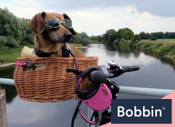 How to Ride a Bike with a Dog in a Basket